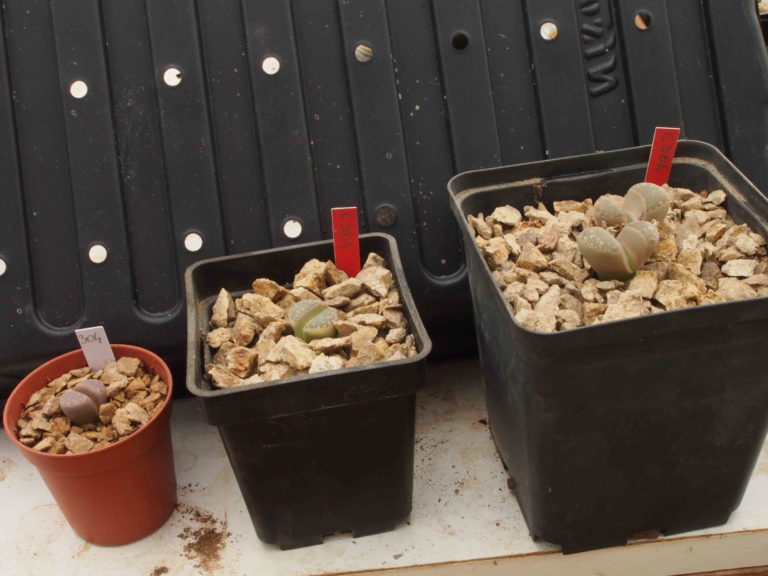 Planting Lithops